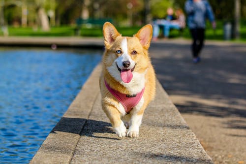 Dog running on canal