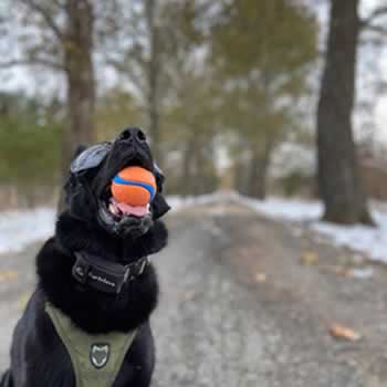 Indiana State Police K-9 Coordinator