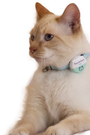 cat with collar