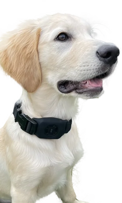 dog with collar