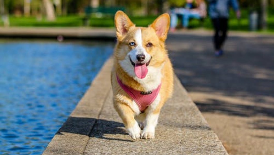 Dog running on canal