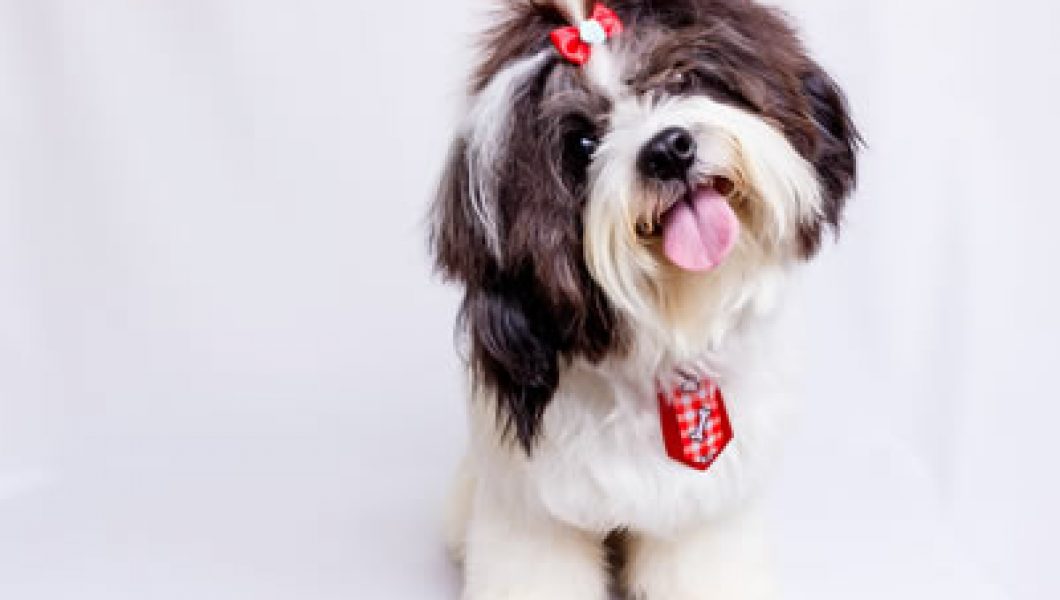 shihTzu